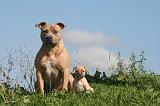 AMSTAFF  ADULT & PUPPIES 071